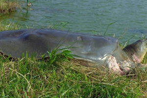 Xác cụ Rùa Hồ Gươm chuyển về Bảo tàng Thiên nhiên