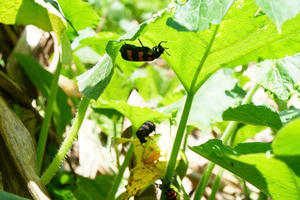 Người đàn ông ở Lào Cai tử vong sau 2 ngày ăn bọ "lạ"