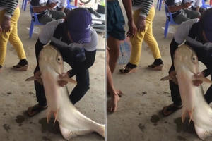 Câu được cá 'khủng' dài gần 1,5 mét ở Tây Ninh