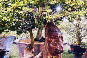 Khế 100 tuổi hình đầu chuột độc lạ, giá 500 triệu gây xôn xao