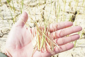 Khẩn trương hỗ trợ nhân dân Nghệ An, Thanh Hóa chống hạn