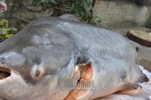 Đại gia Hà Nội xẻ thịt thủy quái 120kg đãi khách ngày tết