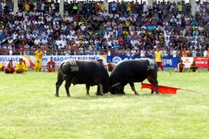 Lễ hội chọi trâu Đồ Sơn 2017: Sẽ không truyền hình trực tiếp qua tivi