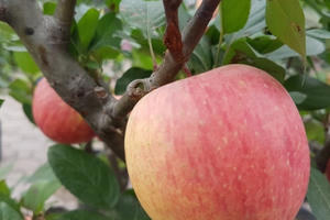 Xuống phố ngày Tết với cây cảnh 'độc lạ'