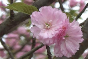 Hoa Anh Đào: Trước giờ chính thức chia tay lễ hội