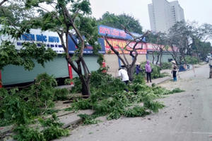 Xây dựng nút giao cầu vượt Hoàng Quốc Việt - Nguyễn Văn Huyên: Hơn 30 cây gỗ sưa sẽ đi về đâu?