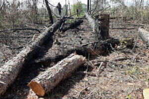 Đề nghị xử lý trách nhiệm 4 Chủ tịch xã ở Lâm Đồng do để mất rừng