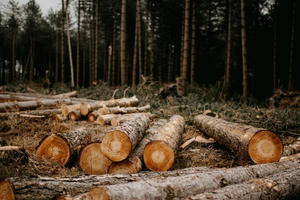 Phá rừng tự nhiên, người đàn ông tại Hà Tĩnh bị phạt 37,5 triệu đồng