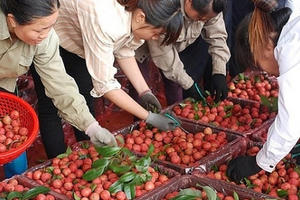 Bắc Giang: Quản lý mã số vùng trồng, cơ sở đóng gói phục vụ xuất khẩu