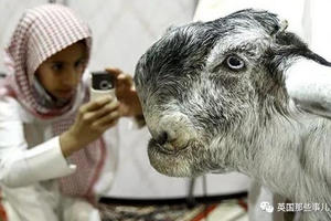 Chiêm ngưỡng chú dê có ngoại hình độc lạ thu hút người xem