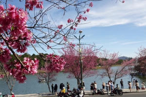 Hoa Mai anh đào đẹp ngây ngất, níu chân du khách ở "phố núi" Đà Lạt