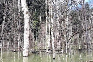 Thủy điện Thượng Kon Tum tích nước làm chết hơn 25ha rừng do đo đạc, kiểm tra thực tế thiếu chính xác