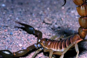 Độc đáo chiếc máy vắt “sữa” bọ cạp ở Morocco