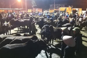 Nhộn nhịp phiên chợ trâu, bò lớn nhất miền Bắc Nhộn nhịp phiên chợ trâu, bò lớn nhất miền Bắc