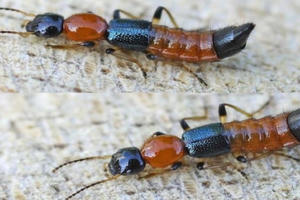 Bị kiến ba khoang tấn công, phòng tránh thế nào? Bị kiến ba khoang tấn công, phòng tránh thế nào?