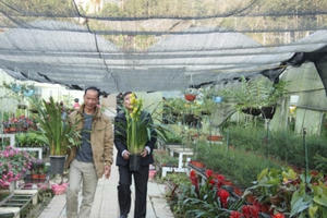 Lào Cai: Thung lũng hoa thu hàng tỷ đồng trong dịp Tết Bính Thân Lào Cai: Thung lũng hoa thu hàng tỷ đồng trong dịp Tết Bính Thân