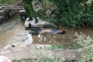 Hải Dương: Bàng hoàng phát hiện thi thể người đàn ông dưới mương nước