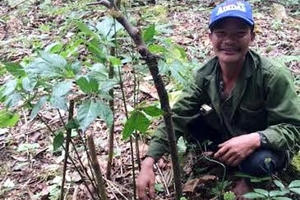 Sâm Ngọc Linh cổ 30.000 USD trong vườn sâm 3 triệu USD