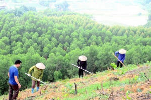 Làm gì để phục hồi rừng?