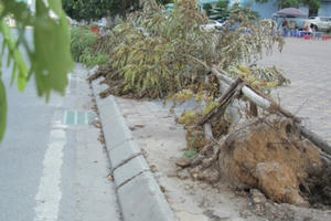 Hà Nội:  Sau bão nhiều ngày cây bật gốc, ngả nghiêng vẫn chưa được trồng lại ..?