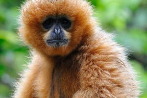 Bộ ảnh độc của chàng trai 5 năm sống trong rừng với khỉ, voọc.