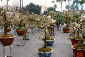 Nhất chi mai Sa Pa giá khủng “đổ bộ” cố đô Hoa Lư đón Tết