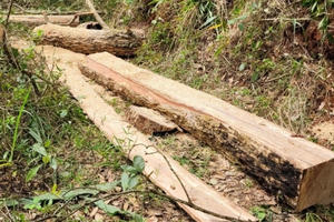 Lâm Đồng: Khẩn trương điều tra các vụ phá rừng trong dịp Tết