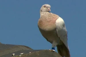 Giới chức Australia đau đầu với chú chim bồ câu 'bay lạc' từ Mỹ