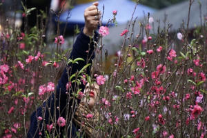 Chợ hoa lâu đời nhất Hà Nội ngày cận Tết