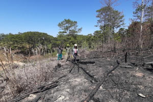 Gia Lai: Khởi tố Chủ tịch Hội đồng thành viên để làm rõ vụ hủy hoại rừng Gia Lai: Khởi tố Chủ tịch Hội đồng thành viên để làm rõ vụ hủy hoại rừng