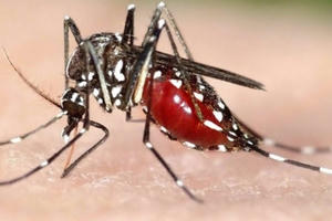 Phát hiện kinh ngạc: Virus Zika có thể sống trong mắt người