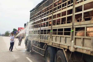 Nghệ An phát hiện ổ dịch tả lợn Châu Phi đầu tiên Nghệ An phát hiện ổ dịch tả lợn Châu Phi đầu tiên