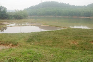 Nghệ An: Tiến độ sản xuất lúa hè thu chậm