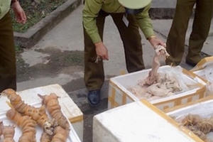 Bắt xe tải chở gần 400 kg chân bò hôi thối trên đường đến nơi tiêu thụ