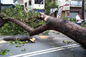 TP HCM: Cây cổ thụ ngã đè nam thanh niên bất tỉnh