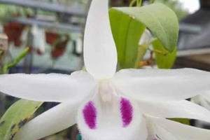 Tung hô 'lan đột biến' để làm gì?