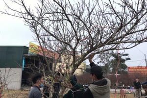 Đào Tết Nghệ An khan nguồn hàng, giá cao nhưng "đáng đồng tiền"