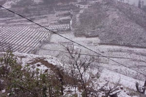 Lào Cai: Thiệt hại hơn 30 tỷ đồng trong 3 ngày rét kỷ lục