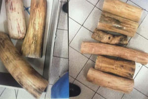 Hà Nội: Lấy trộm ngà voi trong kho, thu lợi bất chính gần 3 tỷ đồng