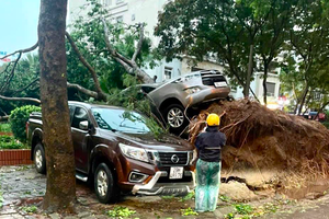 Mưa giông và gió giật mạnh khiến cây lớn bật gốc, gây thiệt hại nhiều tài sản
