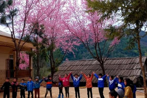 Ngất ngây với khung cảnh tuyệt đẹp khi hoa anh đào bung nở ở miền tây Nghệ An