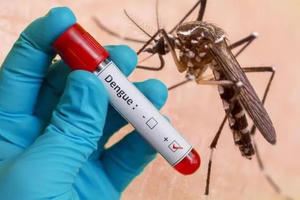 Chủ động phòng chống dịch bệnh Chikungunya và bệnh sốt xuất huyết