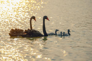 Khu đô thị cách hồ Hoàn Kiếm 14 Km có thiên nga, vịt trời đi lại tự do trên đường Khu đô thị cách hồ Hoàn Kiếm 14 Km có thiên nga, vịt trời đi lại tự do trên đường
