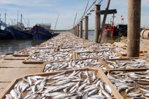 Bốn tỉnh miền Trung: Giải “bài toán” 4000 tấn hải sản tồn kho Bốn tỉnh miền Trung: Giải “bài toán” 4000 tấn hải sản tồn kho