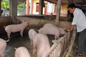 Giá heo hơi hôm nay 2/1: Sắp mất mốc 80.000 đồng/kg?