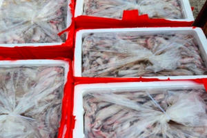 Bắt giữ xe tải vận chuyển hơn 4500 kg cá khoai ướp chất cấm