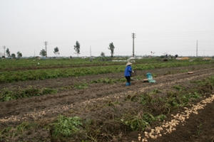 Nam Định: Nông dân điêu đứng vì khoai tây chỉ 3.000 đồng/kg