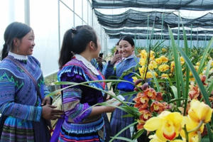 Mùng 2 Tết du xuân vùng cao khám phá thung lũng hoa rực rỡ