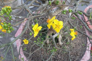 Công an TP Huế trao trả nhiều cây cảnh giá trị, dân gửi thư tay tỏ lòng cảm kích