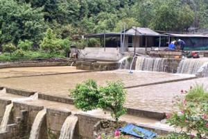 Lai Châu: Mưa lũ cuốn trôi hơn 30 tấn cá hồi tại Tam Đường